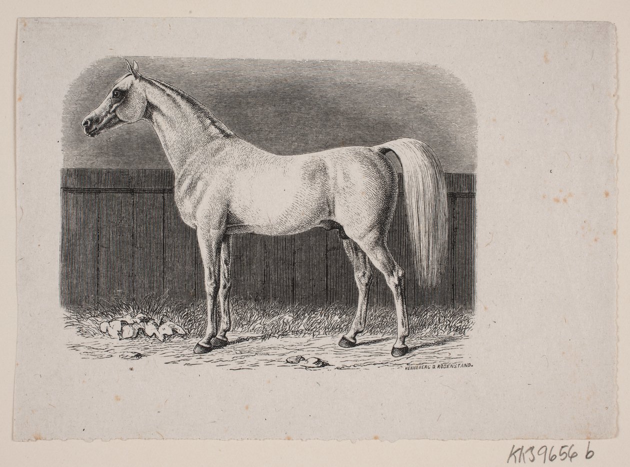 Un caballo de Johan Frederik Rosenstand