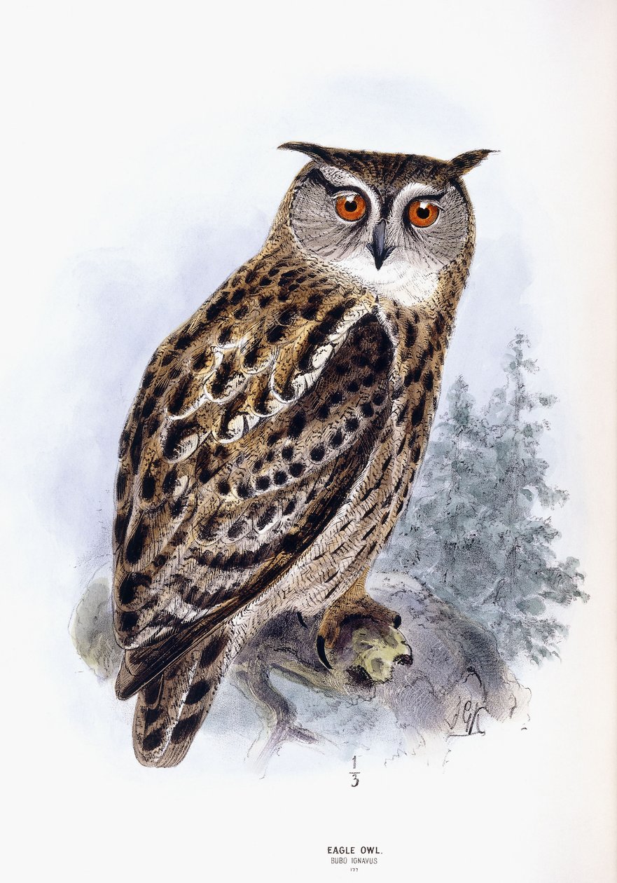 Búho real de Johan Gerard Keulemans
