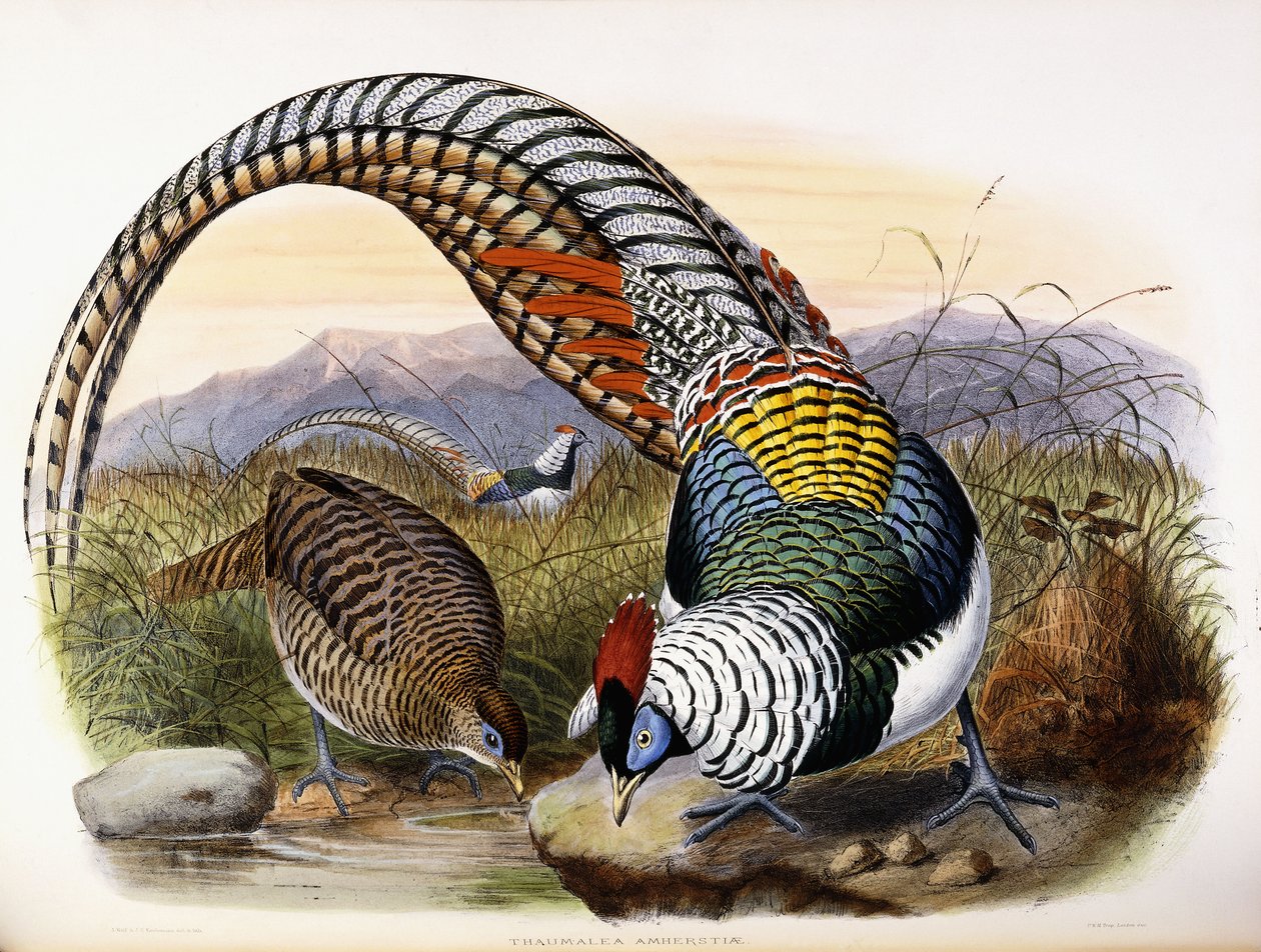 Thaumalea Amherstiae de Johan Gerard Keulemans