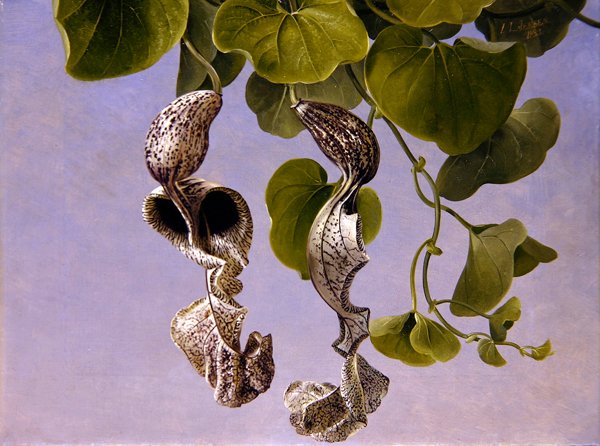 Flores de Osterluzei (Aristolochia Cymbifera) de Johan Laurents Jensen