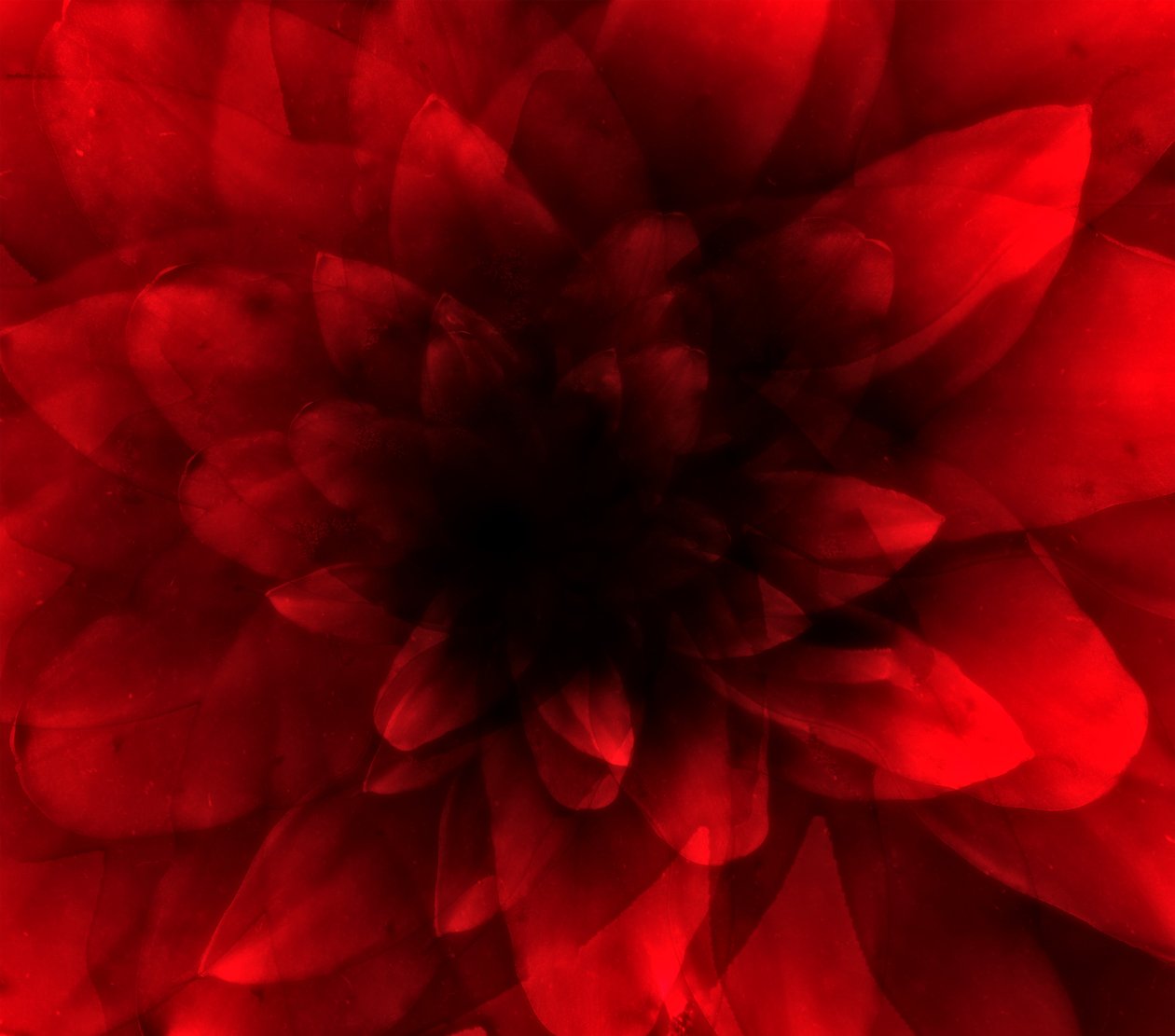 Flower red shade, 2016 (impresión de arte digital) de Johan Lilja