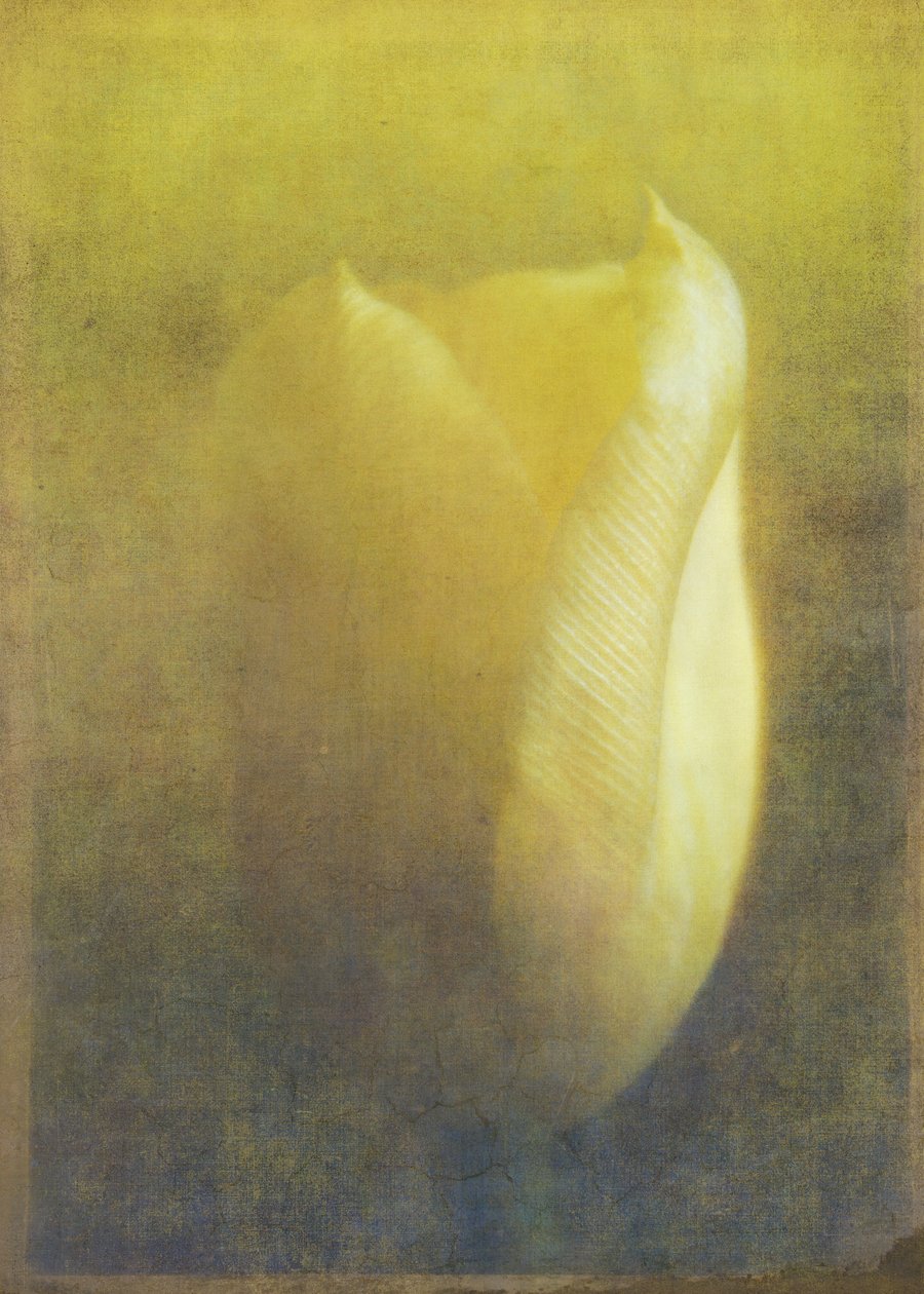 Tulipán, 2015 (arte fotográfico digital) de Johan Lilja