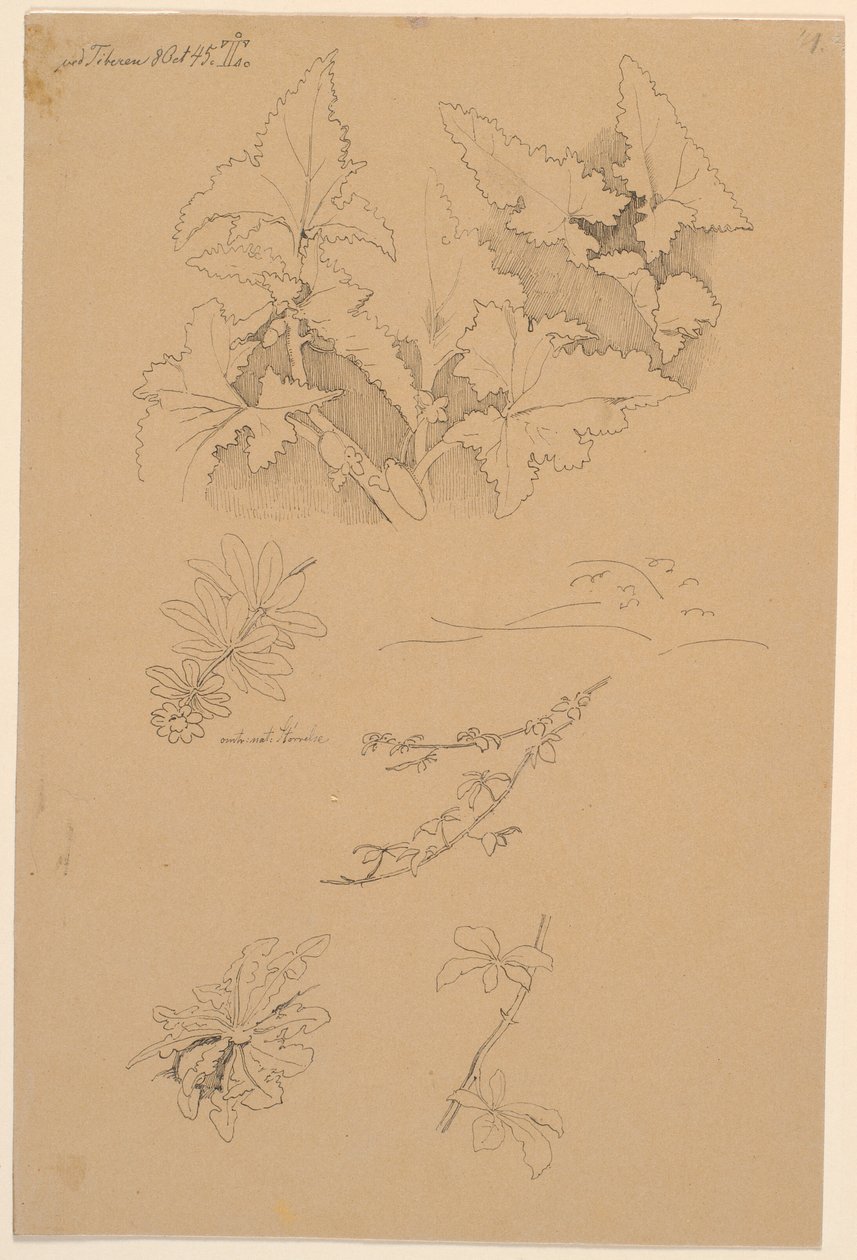 Estudios de hojas y flores de Johan Thomas Lundbye