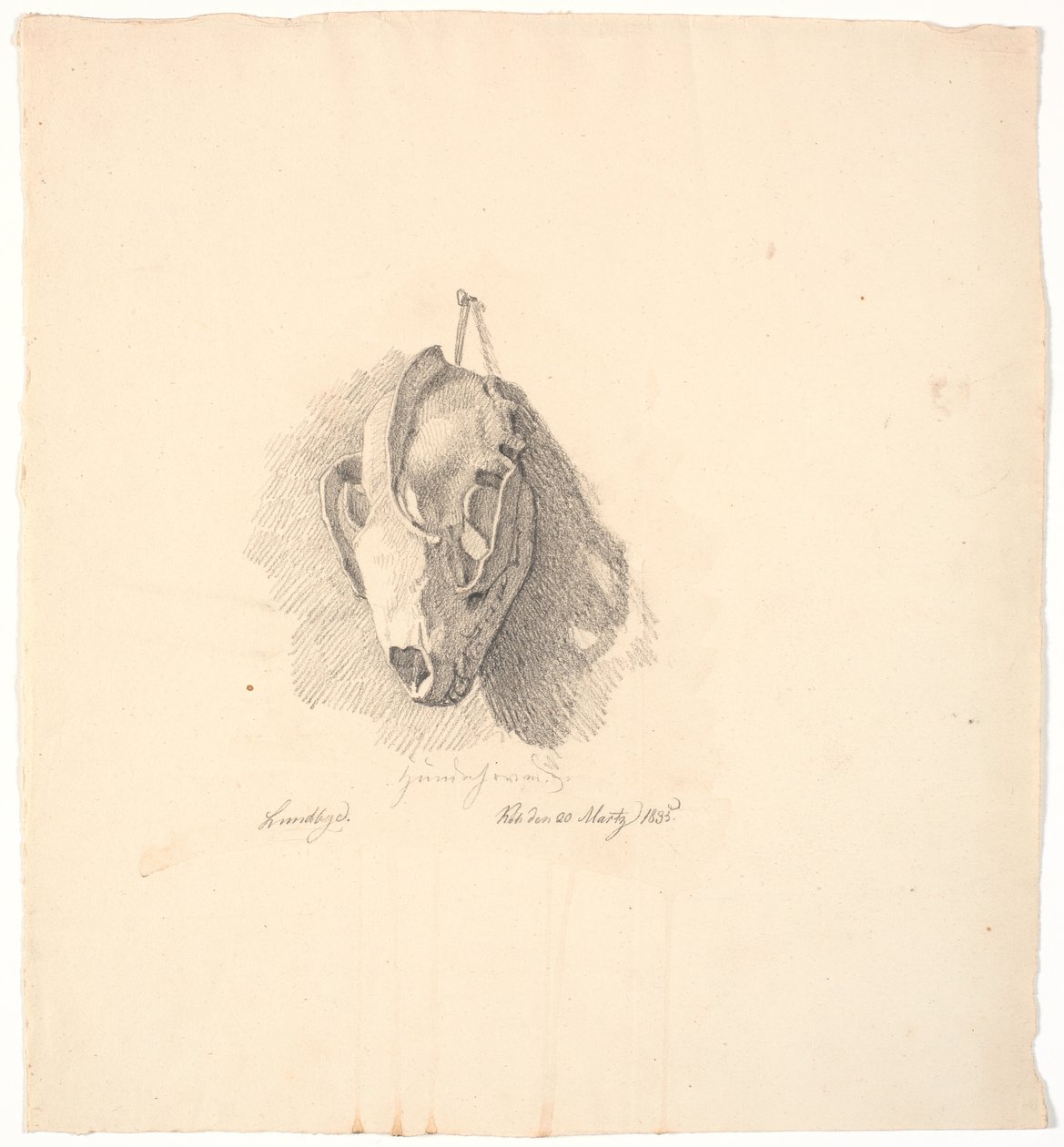 Cráneo de perro de Johan Thomas Lundbye