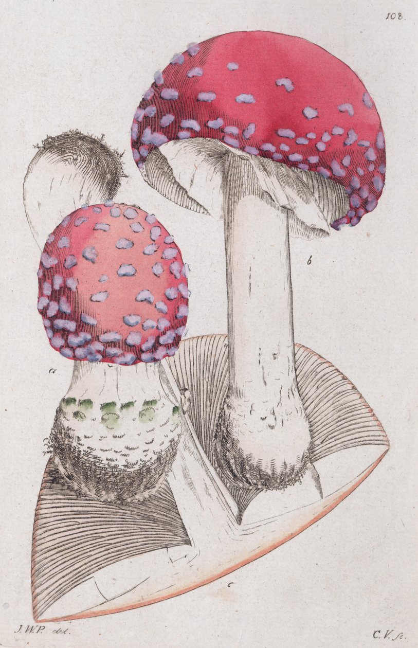 Amanita muscaria, 1804-1811 de Johan Wilhelm Palmstruch