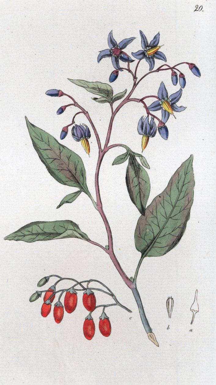 Solanum dulcamara de Johan Wilhelm Palmstruch