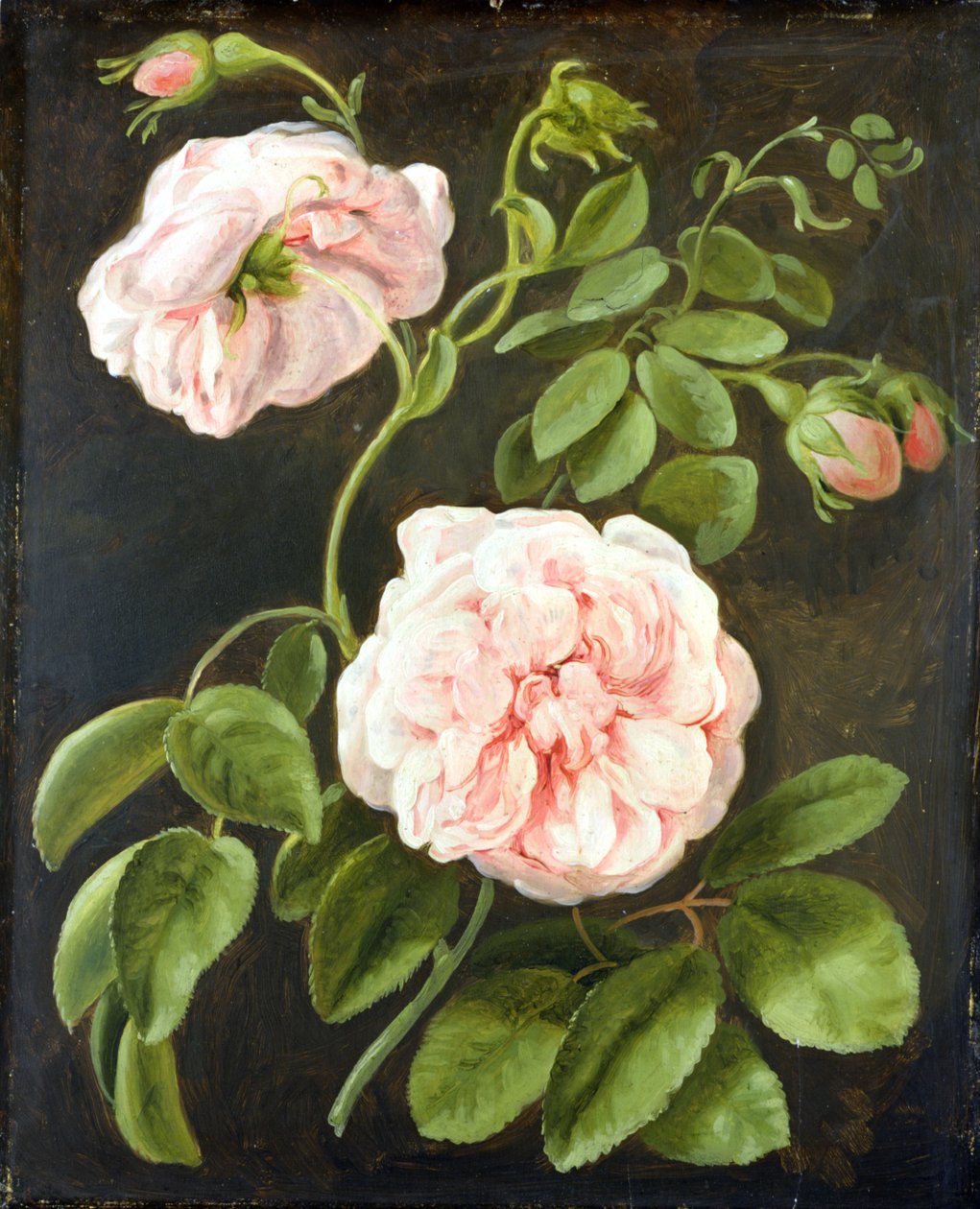 Estudio de flores de Johann Friedrich August Tischbein