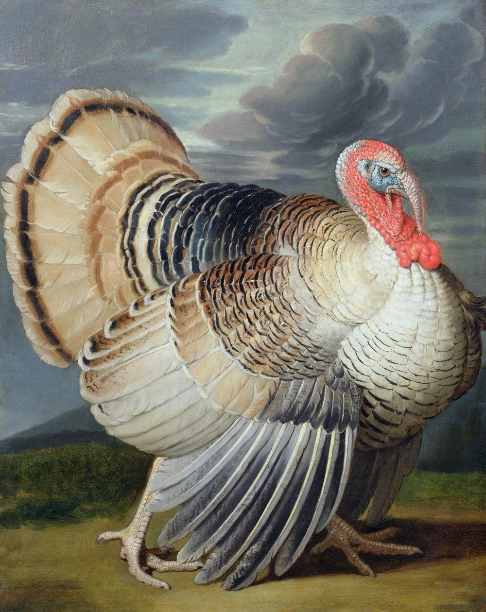 Retrato de un pavo de Johann Wenceslaus Peter Wenzal