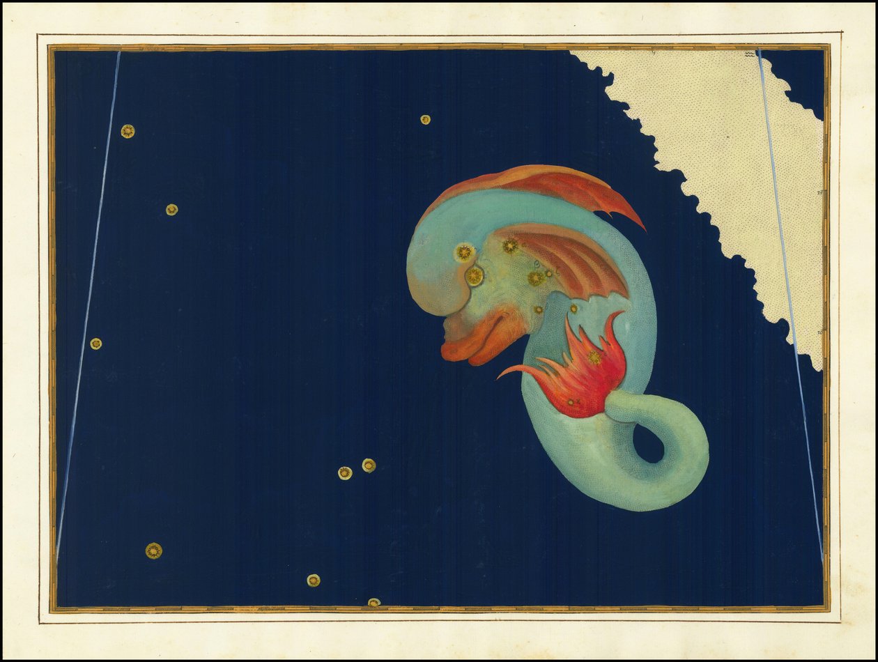 Johann Bayer, Delphinus de Johann Bayer