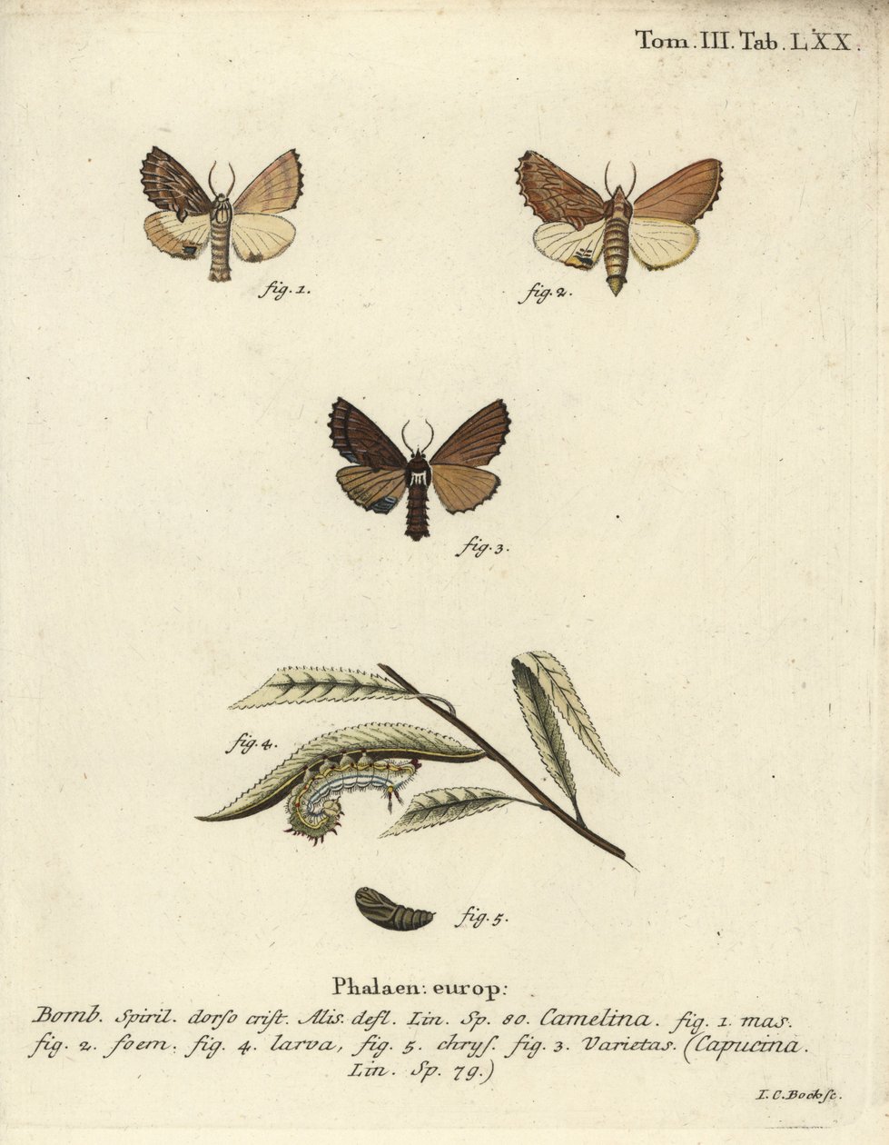 Prominente Coxcomb, Ptilodon capucinus de Johann Carl Bock
