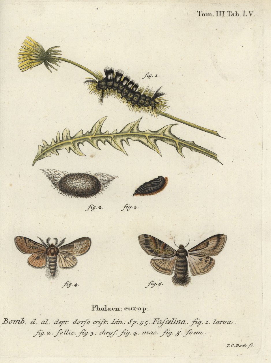 Polilla oscura, Dicallomera fascelina de Johann Carl Bock