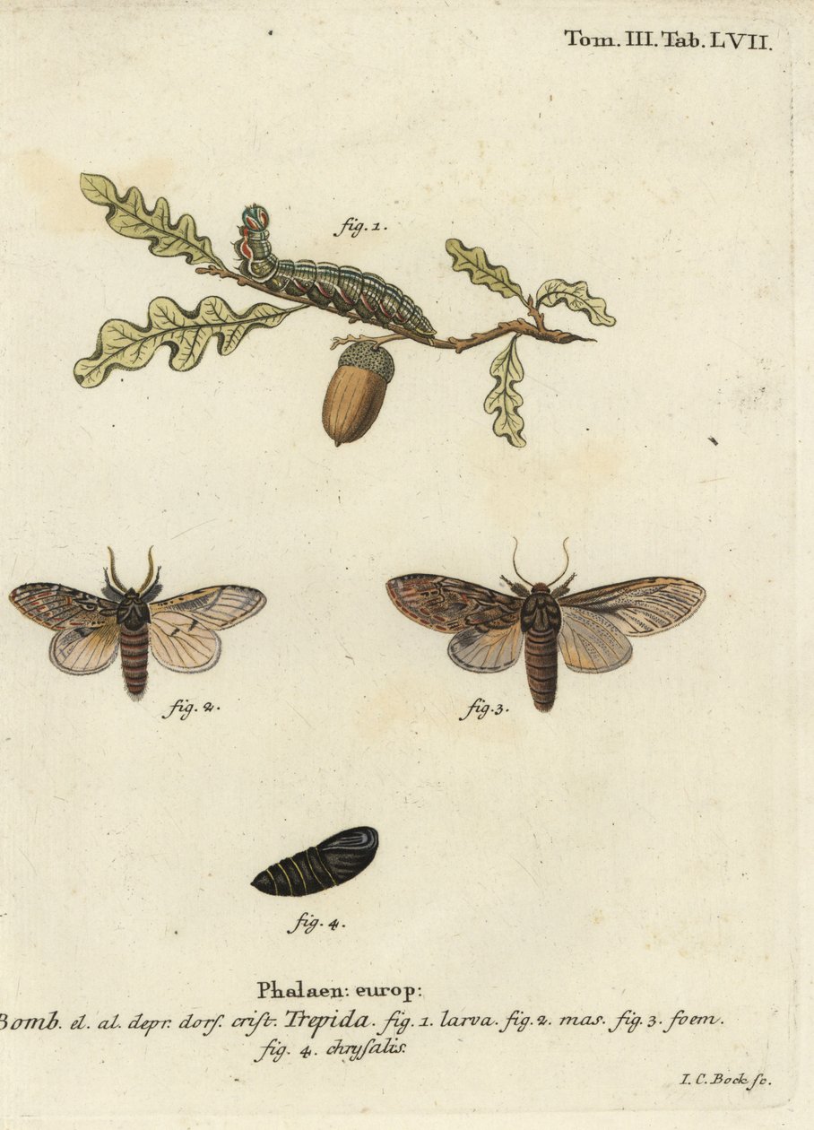 Gran prominente, Peridea anceps de Johann Carl Bock