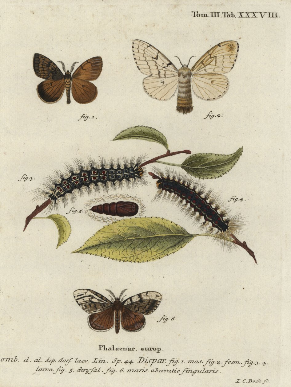 Polilla gitana, Lymantria dispar de Johann Carl Bock