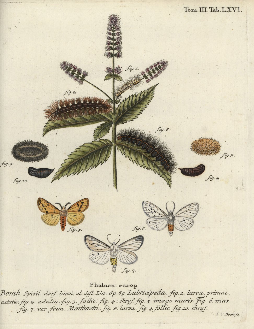 Armiño blanco, Spilosoma lubricipeda de Johann Carl Bock