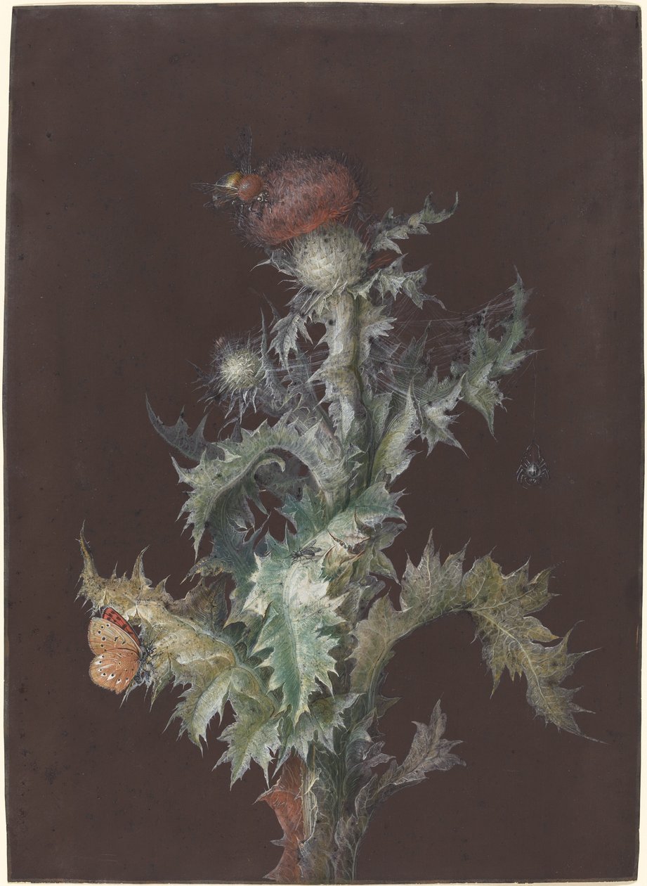 Cardo con Insectos de Johann Christoph Dietzsch
