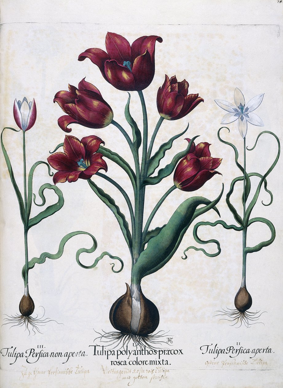Tulipanes, 1613 de Johann Friedrich Meyer