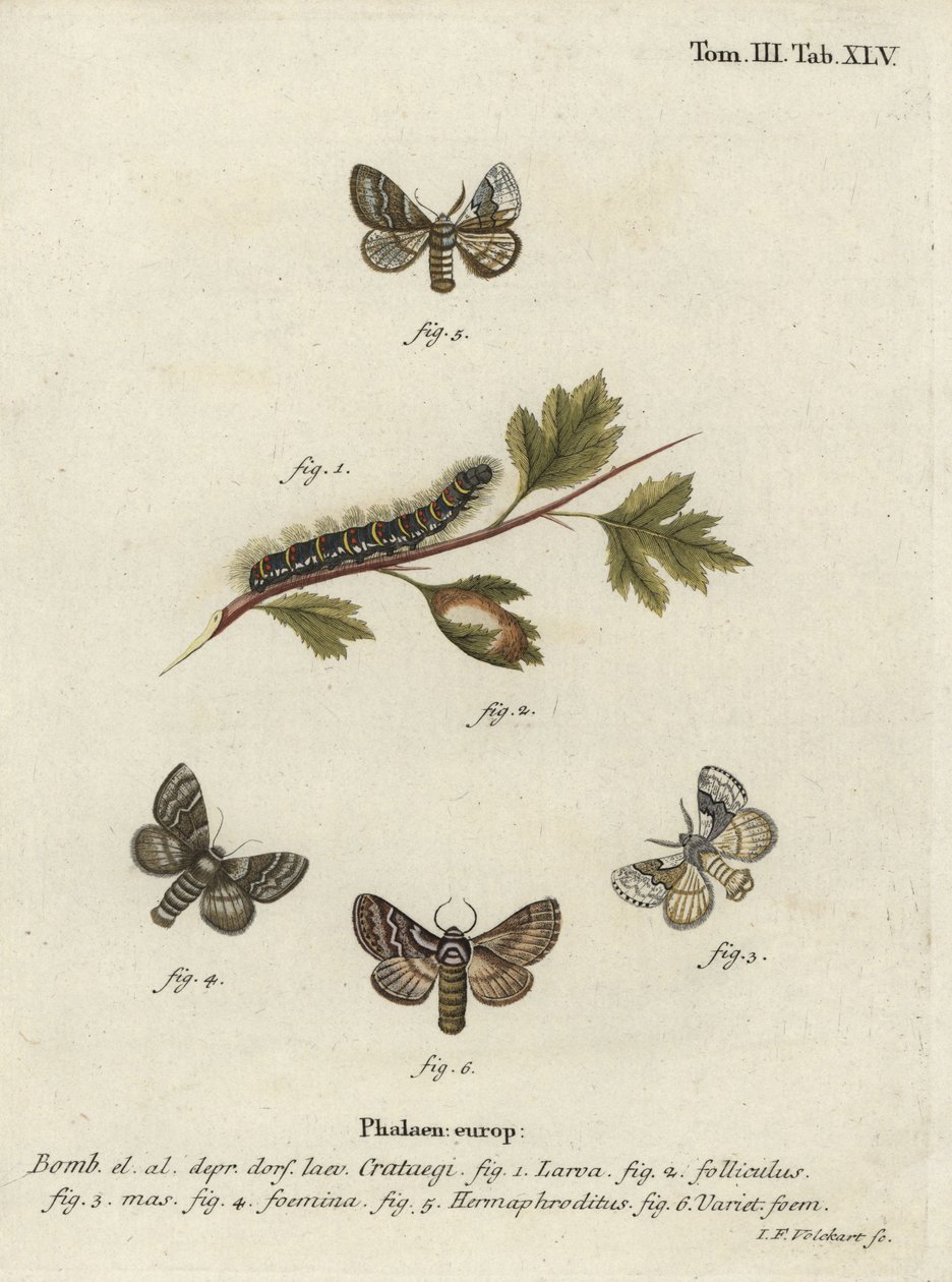 Polilla de roble pálido, Trichiura crataegi. de Johann Georg Klinger