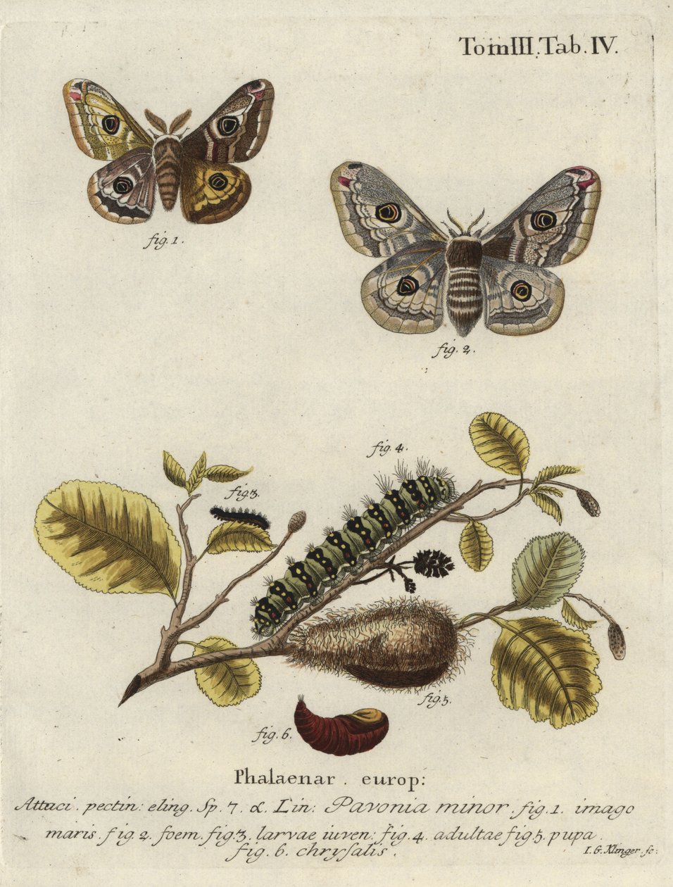 Imagen desconocida de Johann Georg Klinger
