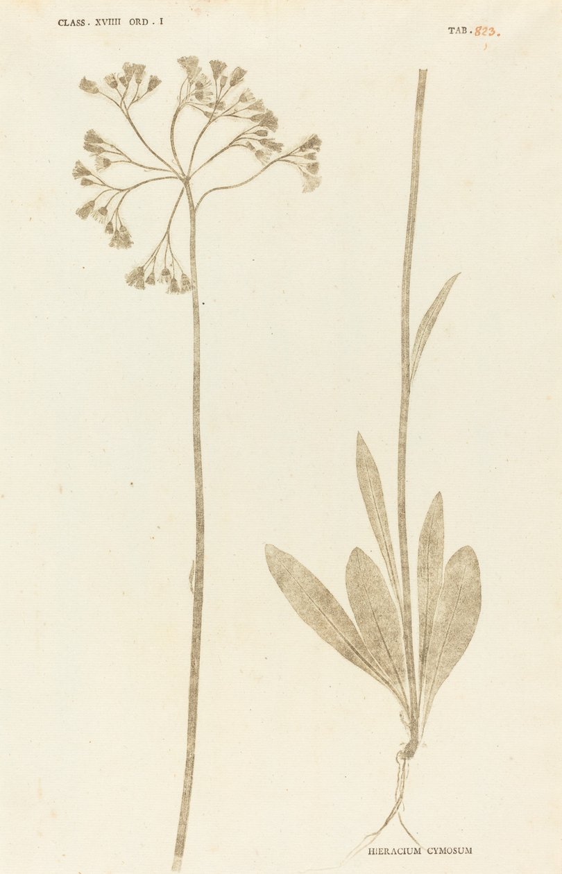 Hieracium Cymosum de Johann Hieronymus Kniphof