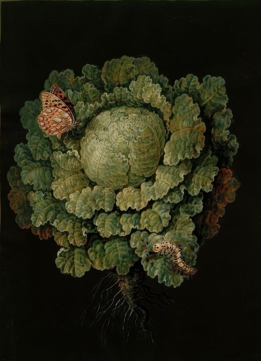 Col rizada / Repollo, mariposa / J. y B. Dietzsch de Johann Jacob Dietzsch