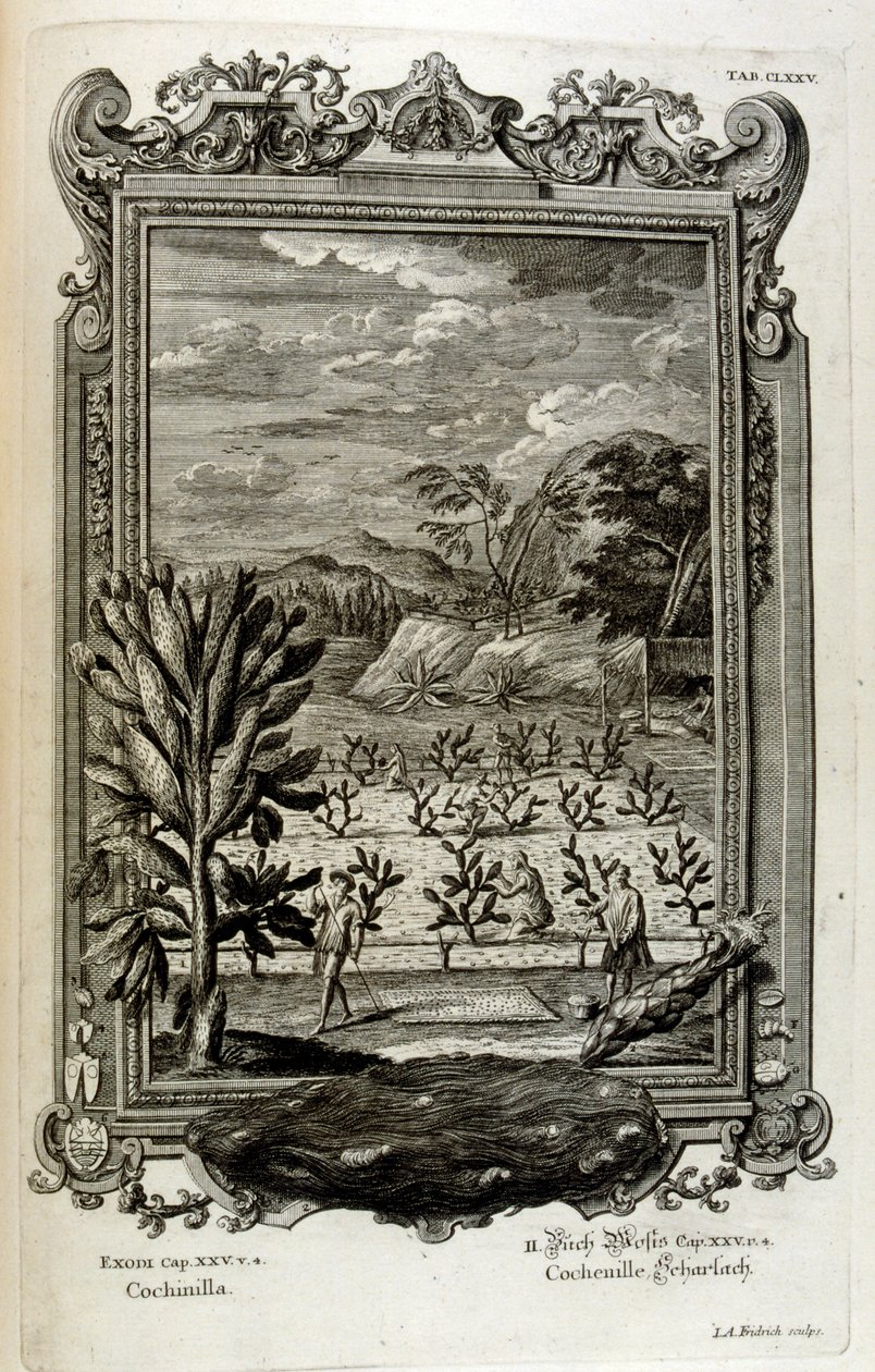cultivo de cactus de Johann Jakob Scheuchzer