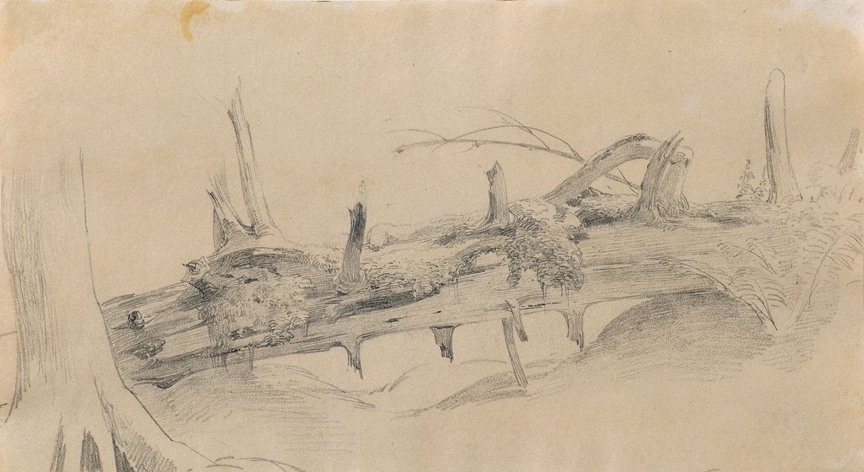 Sistema de raíces, árbol caído de Johann Peter Krafft