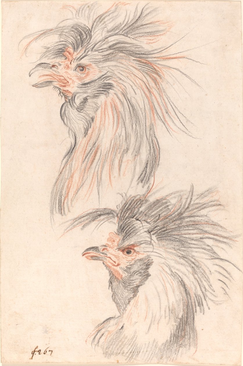 Gallo de Pelea de Johann Rudolph Schellenberg