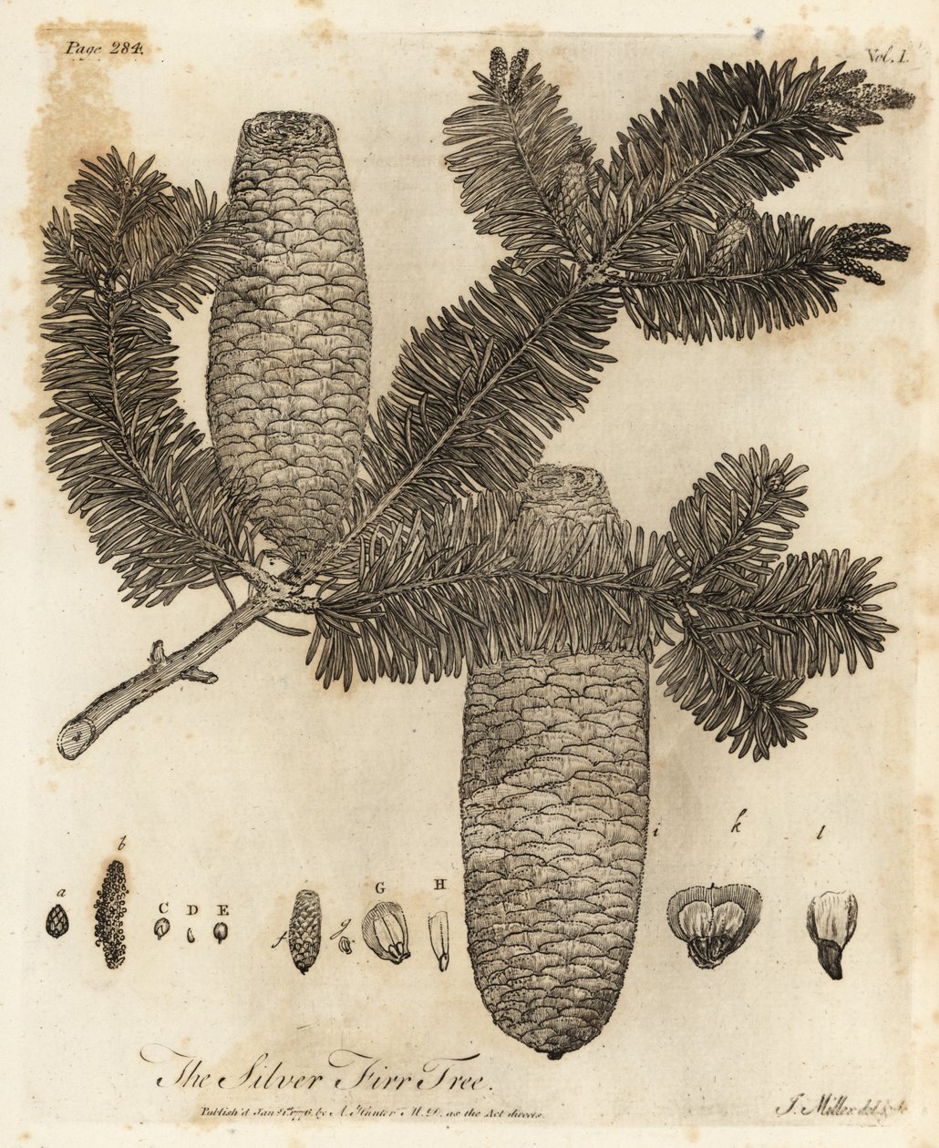 Abeto europeo, Abies alba. de Johann Sebastien Muller