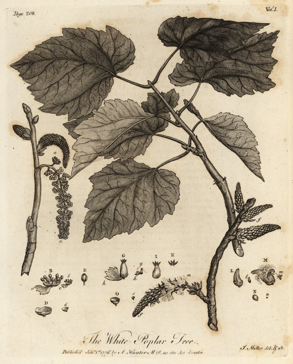 Álamo blanco, Populus alba. de Johann Sebastien Muller