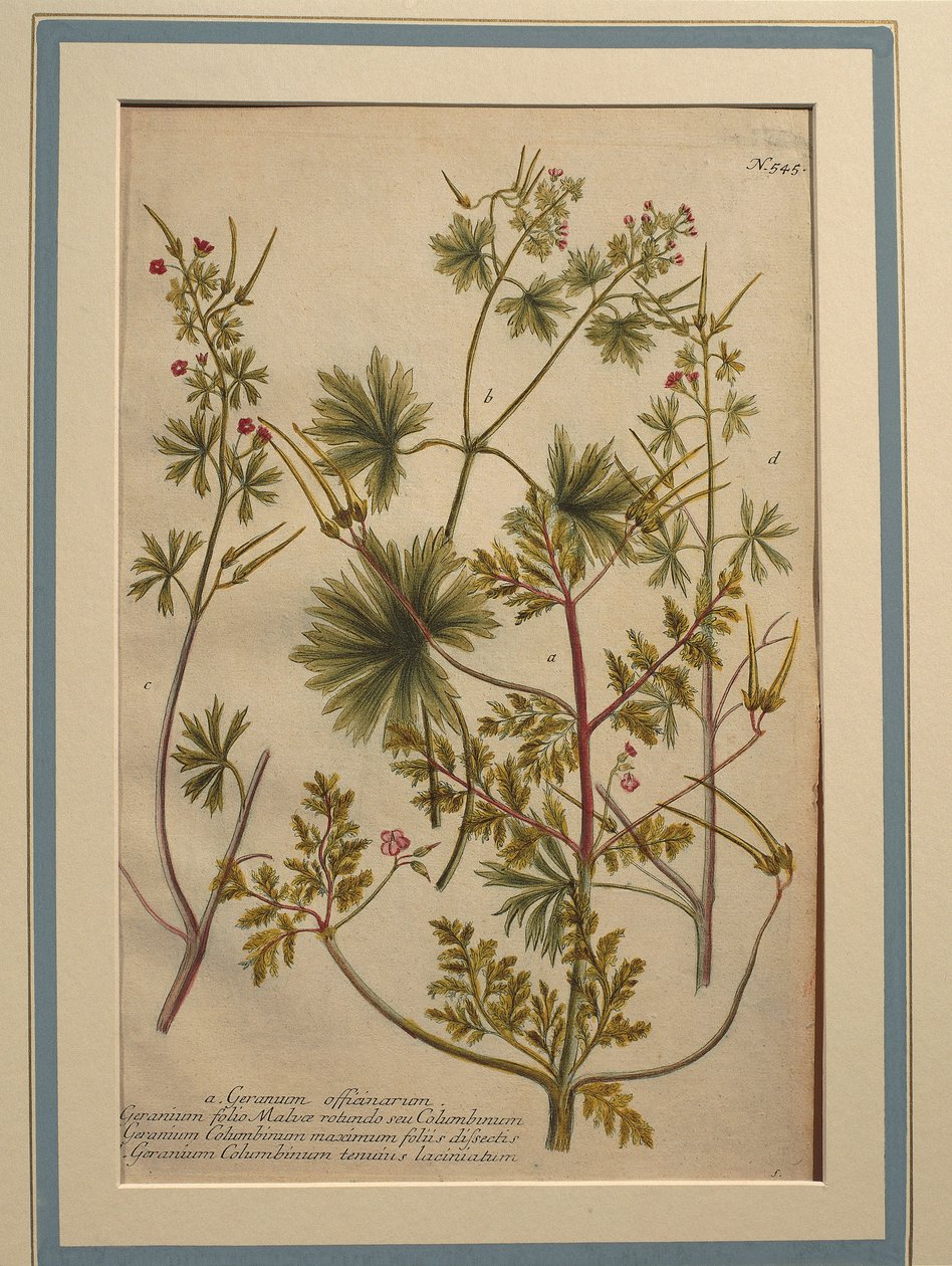 Hierba Robert (Geranium robertianum), grabado en color de Johann Wilhelm Weinmann