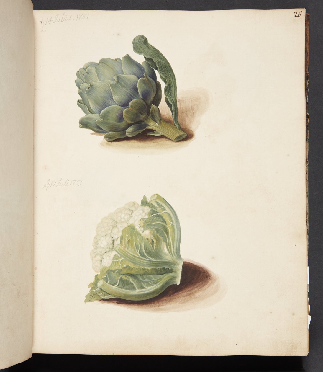 Estudio de alcachofa y coliflor de Johanna Fosie