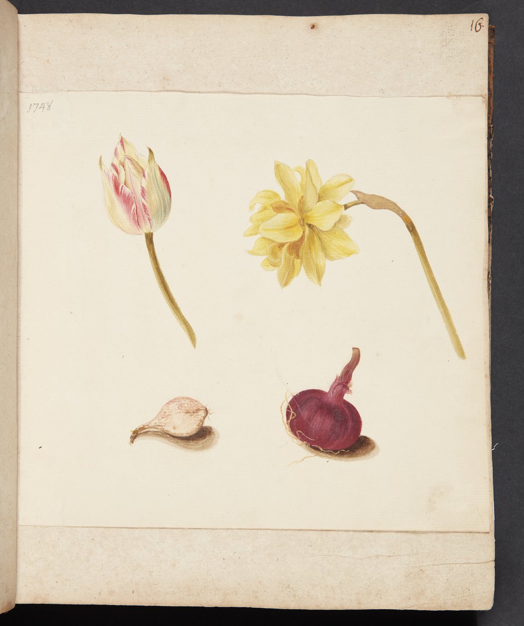 Estudio de flores y bulbos de Johanna Fosie
