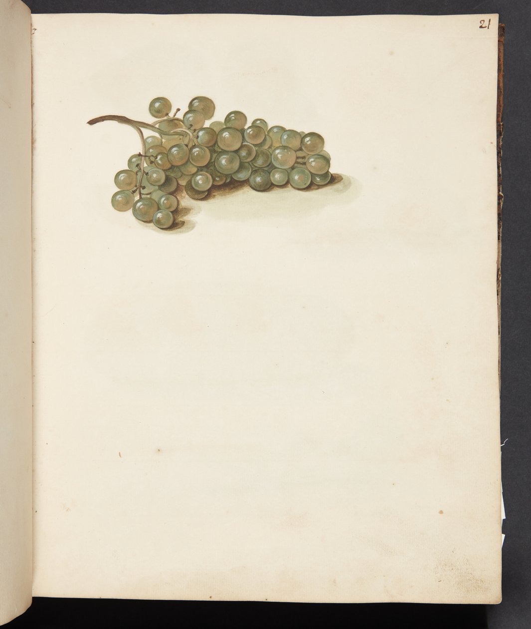Estudio de uvas de Johanna Fosie