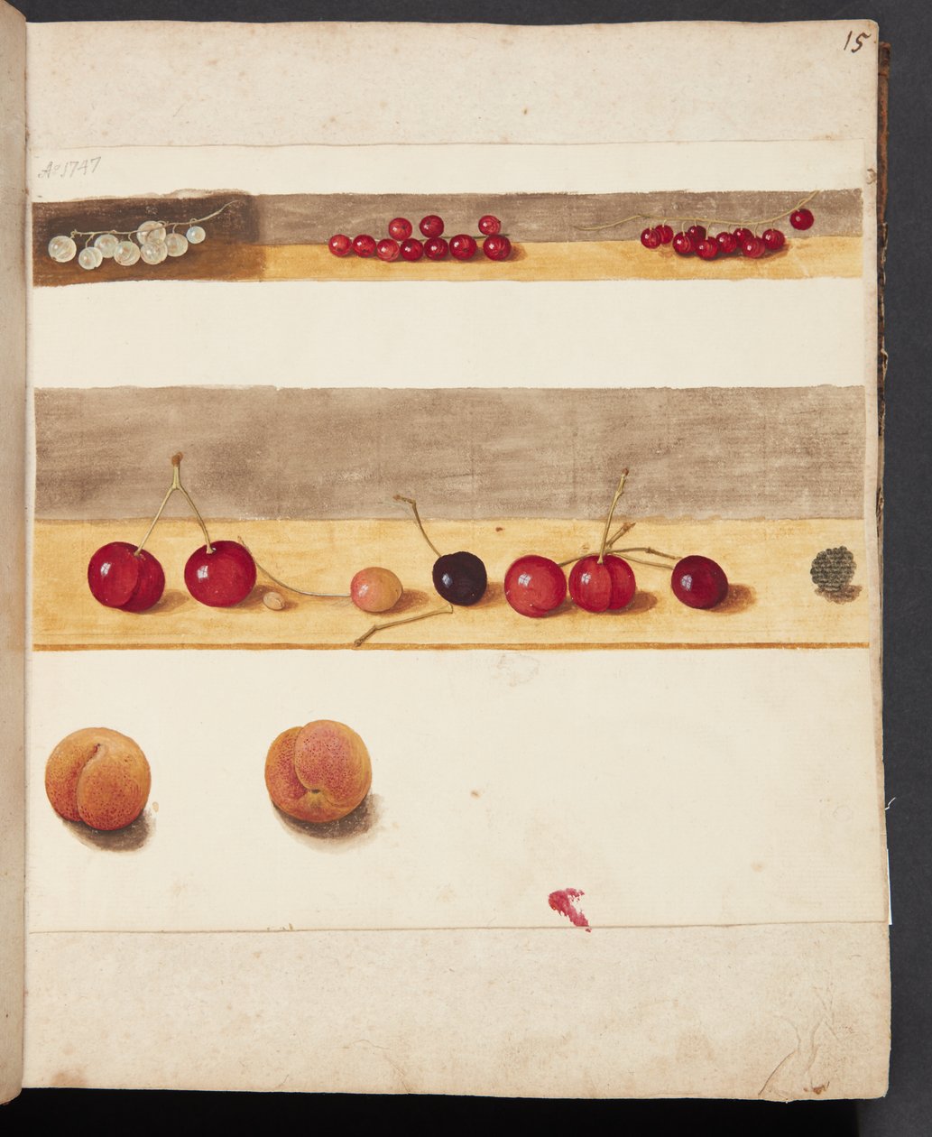 Estudio de frutas y bayas de Johanna Fosie