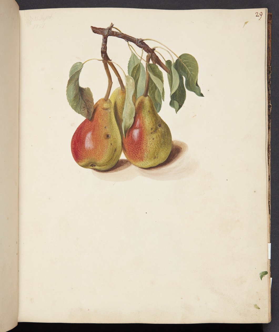 Estudio de peras de Johanna Fosie