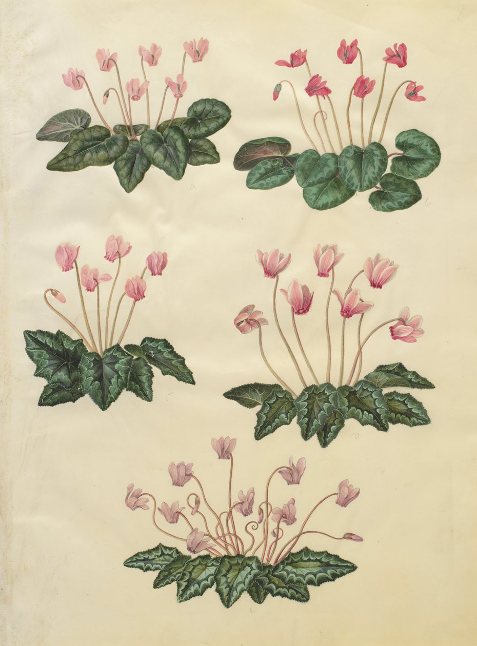 Cyclamen purpurascens; Cyclamen hederifolium de Johannes Simon Holtzbecher