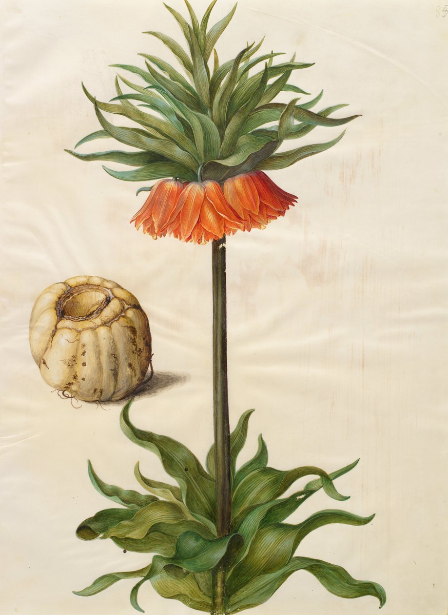 Fritillaria imperialis de Johannes Simon Holtzbecher