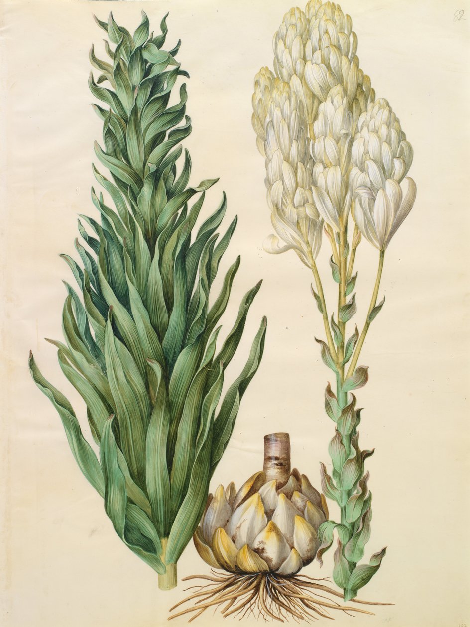 Lilium candidum monstrosum de Johannes Simon Holtzbecher