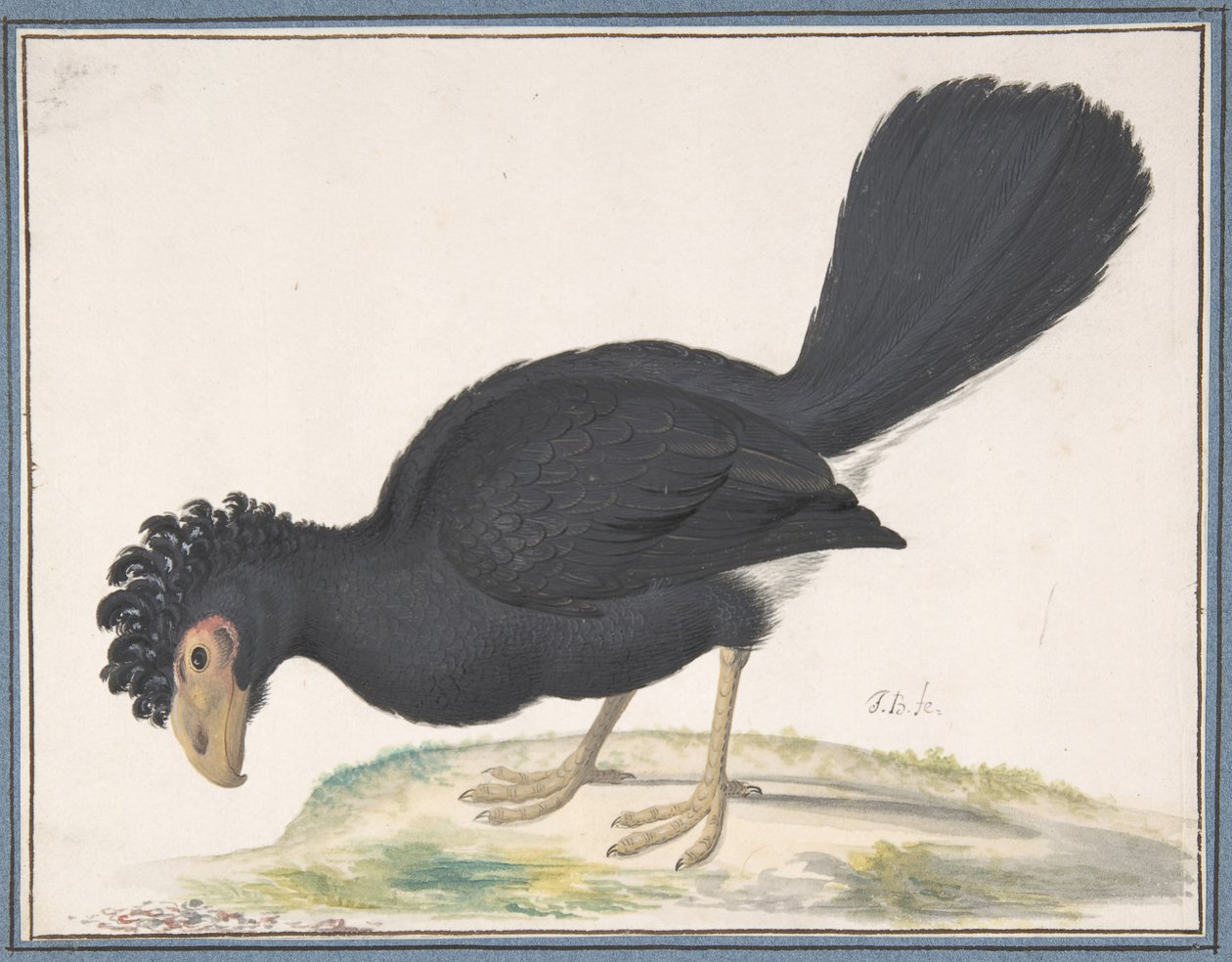 Un paujil negro, s.f. de Johannes Bronckhorst