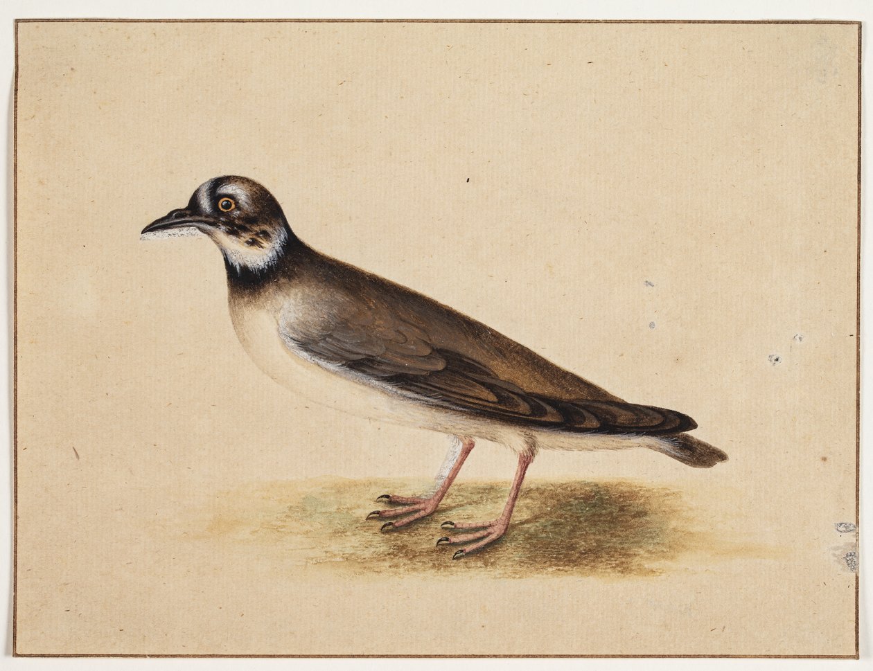 Pájaro de Johannes Bronckhorst