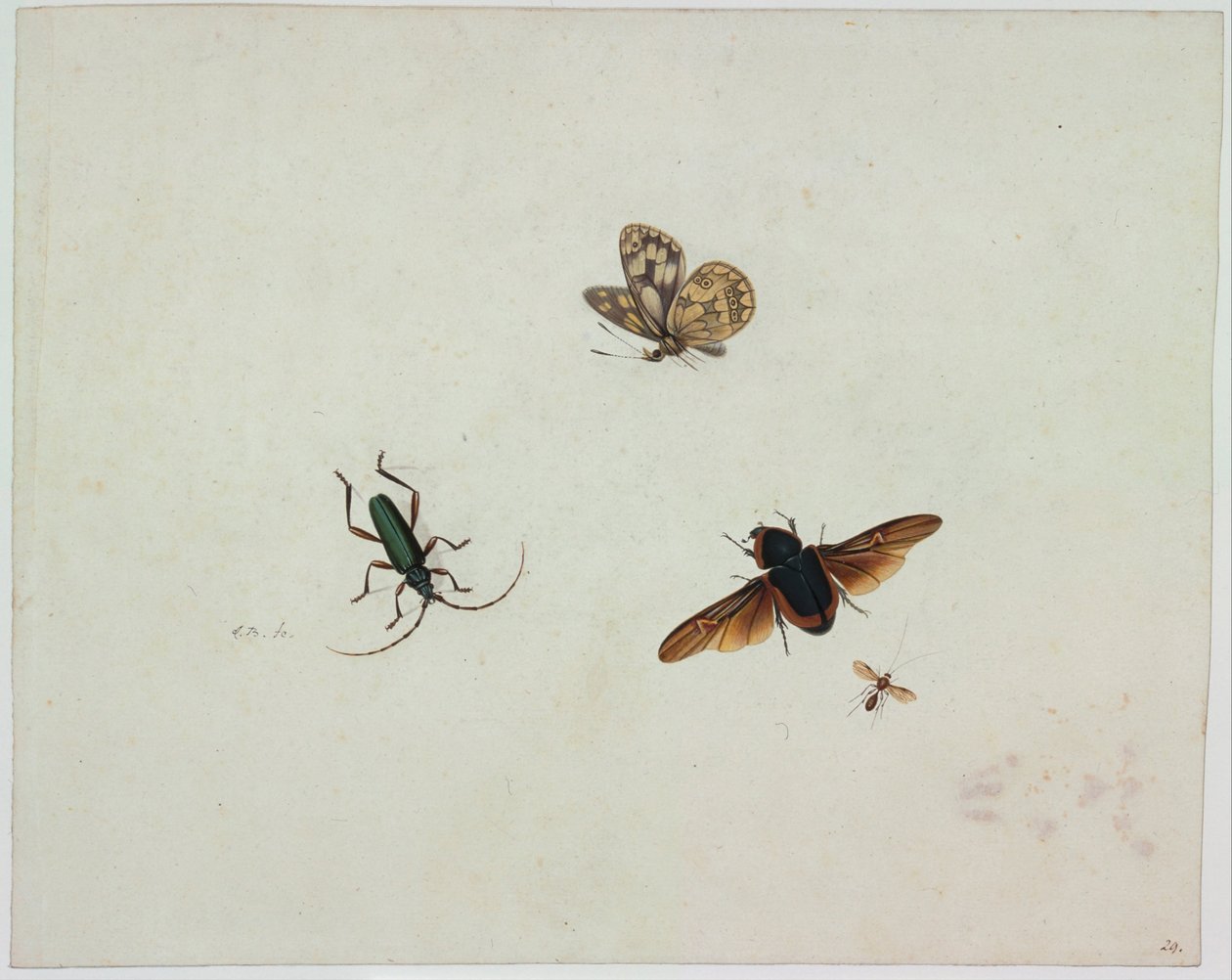 Cuatro insectos, finales del siglo XVII de Johannes Bronkhorst
