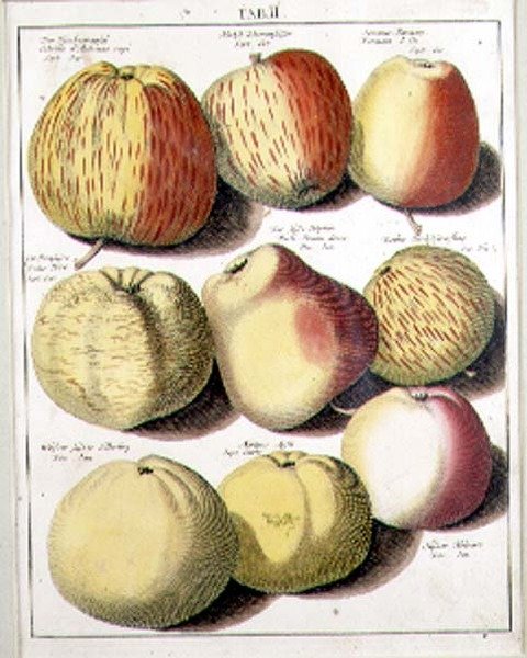 Manzanas por Seligman de Johannes Hendrik (after) Knoop