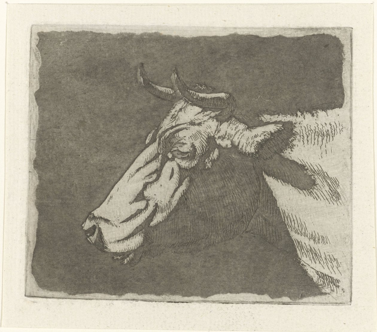 cabeza de vaca de Johannes Janson
