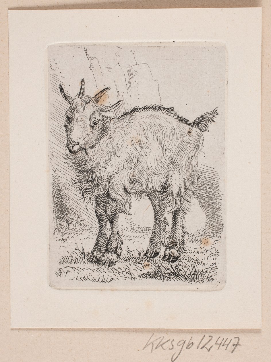Un cabrito de Johannes Wilhelm Zillen