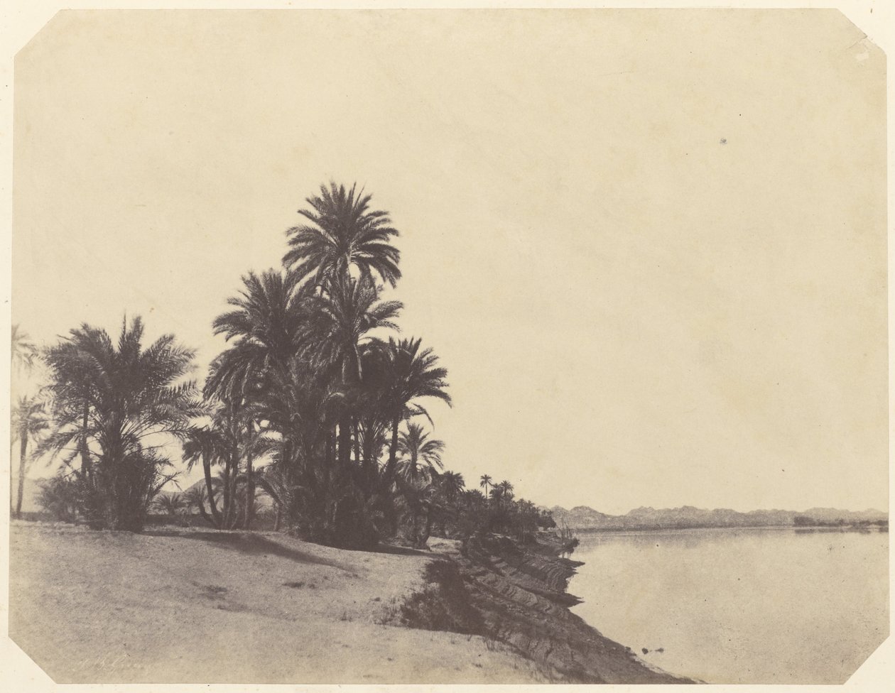Estudios de Palmeras Datileras de John Beasly Greene