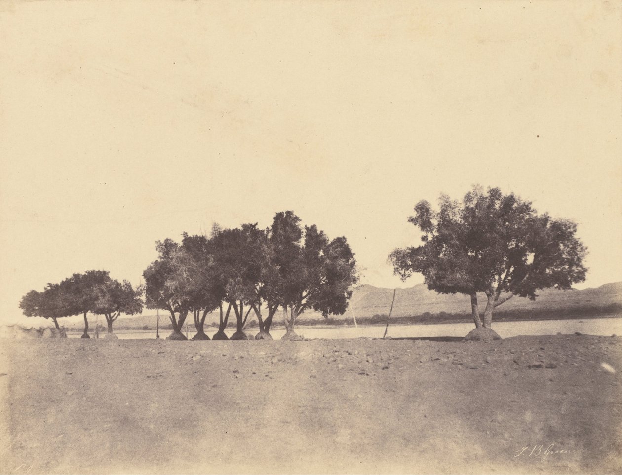(Estudios de sicomoros, Korosko) de John Beasly Greene