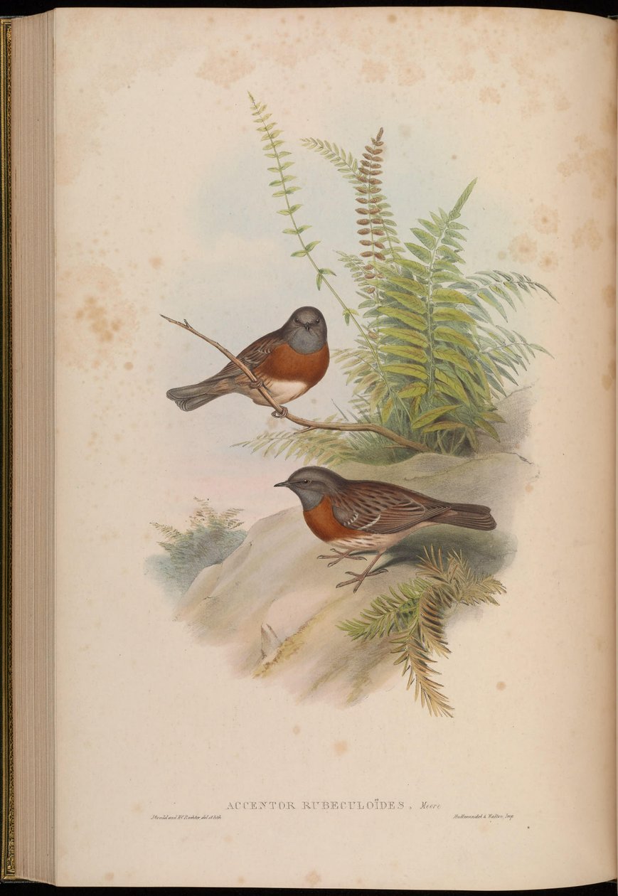 Accentor rubeculoides = Prunella rubeculoides de John Gould