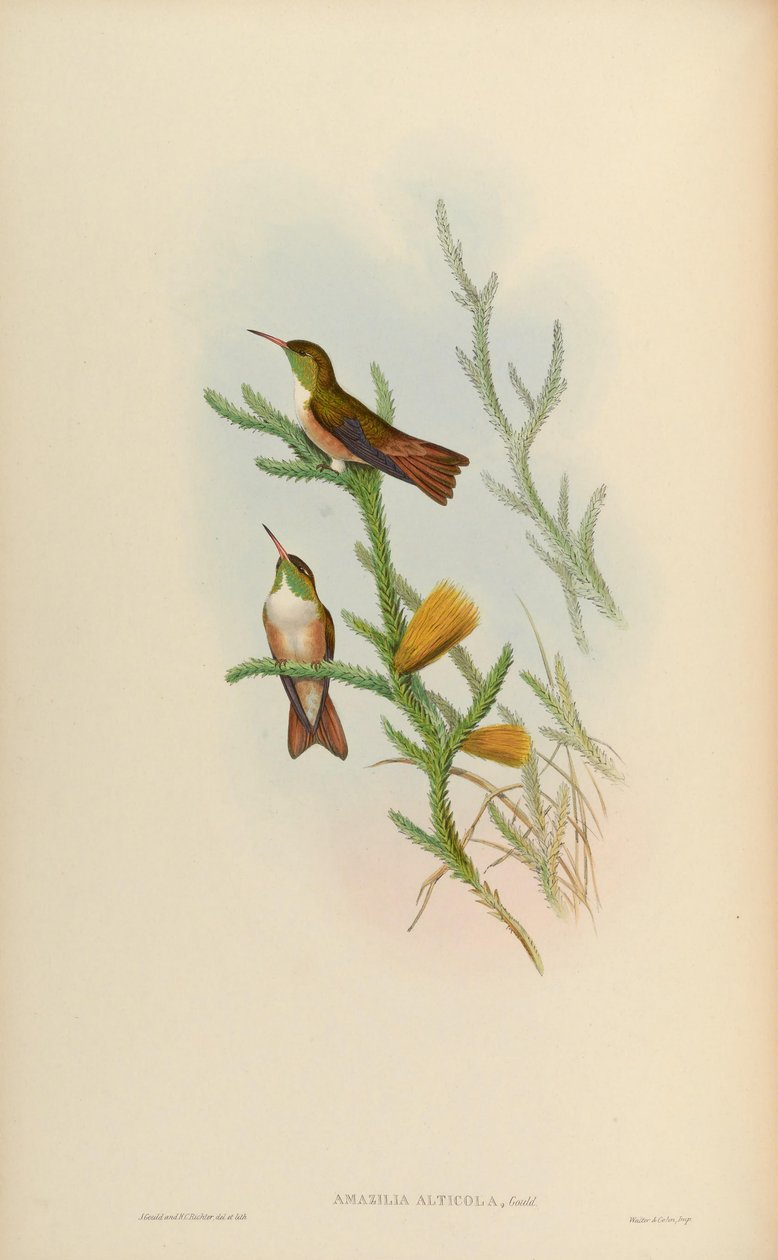 Amazilia alticola = Amazilia amazilia alticola de John Gould