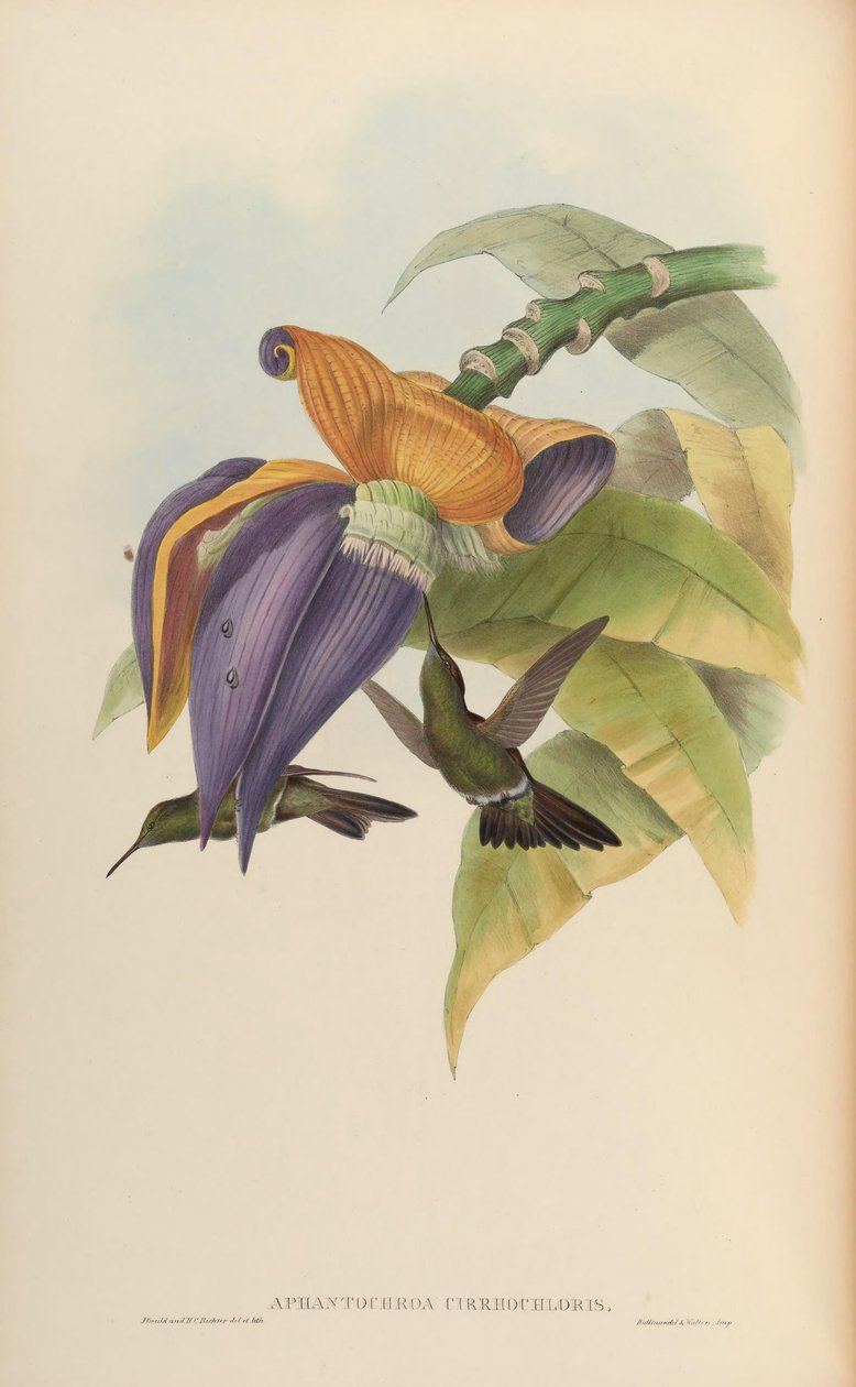 Aphantochroa cirrochloris de John Gould