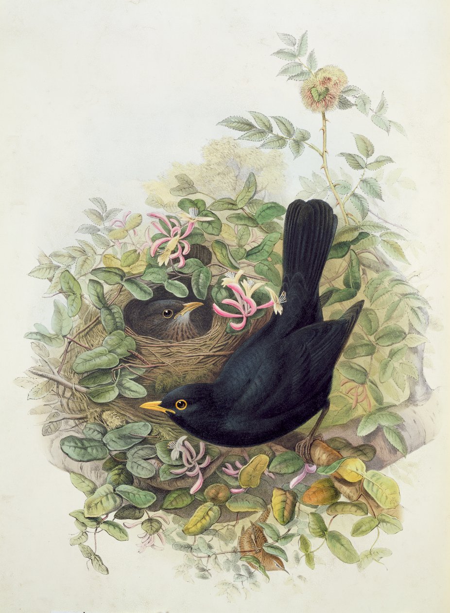 Mirlo, 1873 de John Gould